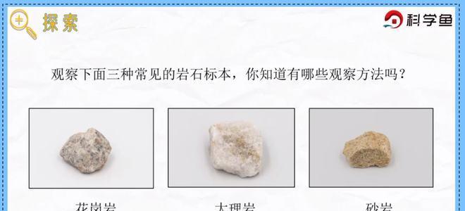 四带马夫鱼的宠物养殖指南（如何正确饲养你的四带马夫鱼）
