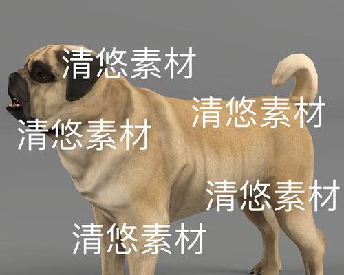 以巴哥犬吃骨头的注意事项（让宠物吃得健康，注意这些问题）