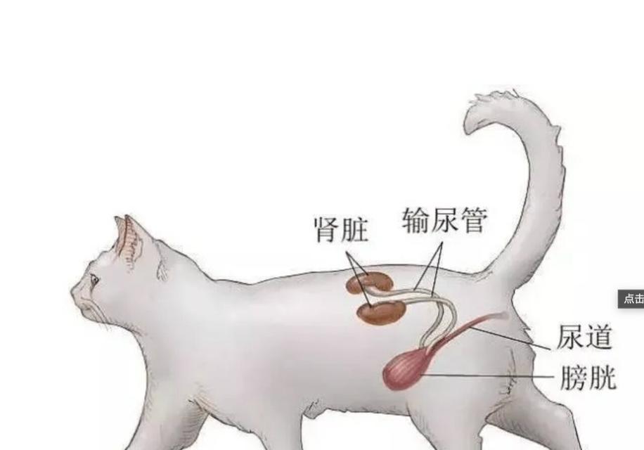猫咪肾不好的症状（如何判断猫咪是否患上肾病）