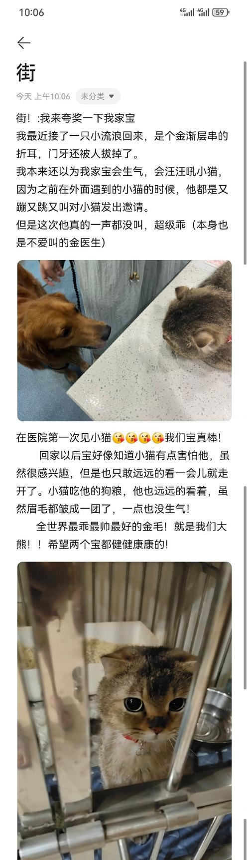 教你让小狗爱上碗里的饭（小狗不在碗里吃饭怎么办？掌握这些方法解决问题！）