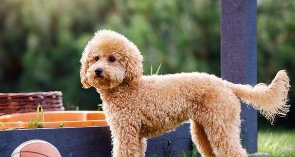 如何训练贵宾犬？（让您的贵宾犬成为模范宠物）
