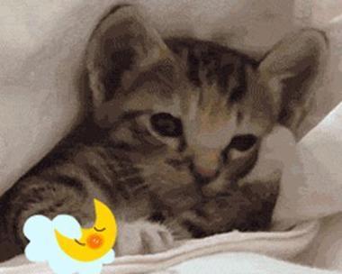 猫咪睡觉后的注意事项（照顾猫咪的小窍门）