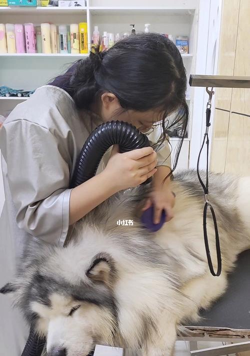 宠物洗澡的正确方法——以阿拉斯加犬为例（掌握适当洗澡频率，让宠物健康舒适）