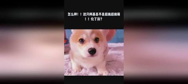 威尔斯柯基犬饲养全攻略（从选择到训练，全面了解如何照顾威尔斯柯基犬）