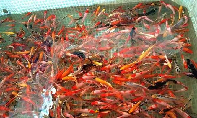 四带马夫鱼的饲养方法（打造宠物水族箱的必备攻略）