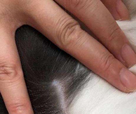 养宠物必备，如何为刚到家的猫咪驱虫（初次养猫必看，打造干净健康的宠物环境）