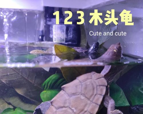 地图龟的饲养方法（养护技巧、营养饮食与健康管理）