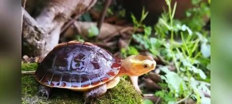 如何科学饲养黄缘闭壳龟（黄缘闭壳龟饲养全指南，让你的小宠物健康成长）