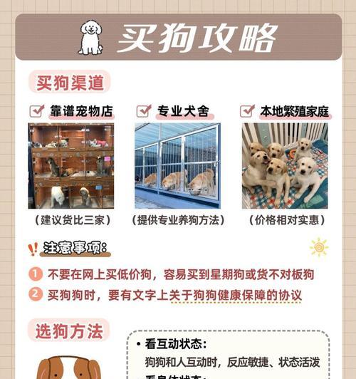 养狗注意事项（避免走弯路，让你成为合格狗主人）