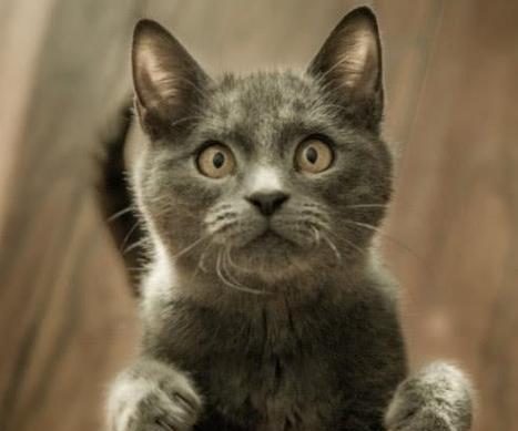 美短猫（了解美短猫的特点，让养宠更得心应手）