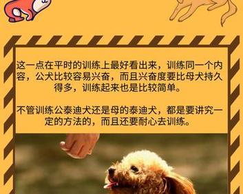 饲养泰迪犬的七大实用经验（让你更懂它，为泰迪犬提供最佳饲养环境）