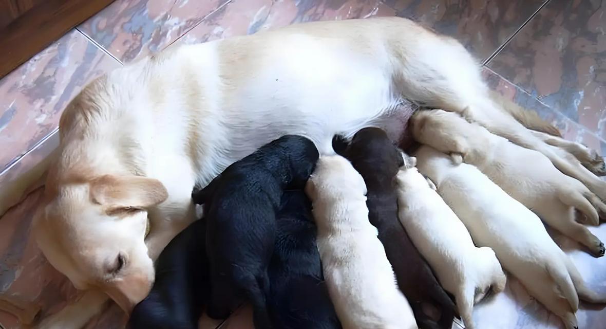 饲养拉布拉多幼犬的全面指南（拉布拉多幼犬喂养技巧与注意事项）