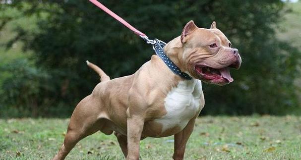 比特犬（探寻比特犬战斗能力的秘密）
