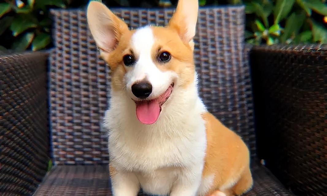 柯基犬的高价背后（揭秘柯基犬价格的5个主要因素及）
