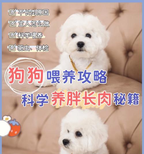 探究慢性肾炎在狗狗身上的成因与治疗方法（深入了解狗狗慢性肾炎的危害及防治关键）