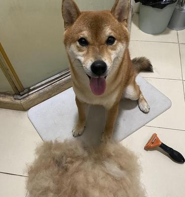 揭秘狗狗频繁掉毛之原因（6大原因分析与解决方案，告别烦恼）