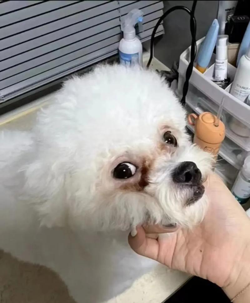 了解如何正确照顾比熊，让它过上幸福健康的生活（比熊照顾指南，6件不能做的事，让你成为贴心的比熊主人）