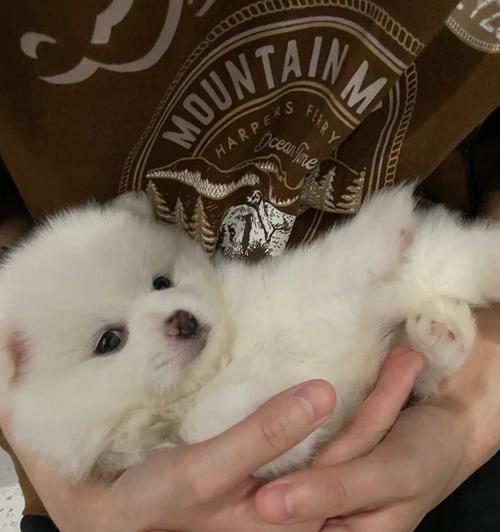 博美犬的魅力（探究博美犬备受喜爱的原因及其特点）