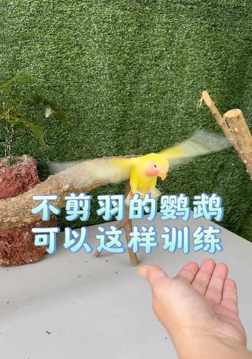 鹦鹉剪羽的注意事项与剪法（掌握鹦鹉剪羽的正确方法，保证安全与健康）