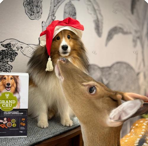 解决喜乐蒂牧羊犬太臭问题的5个方法（喜乐蒂牧羊犬气味治理，让你的宠物更清新）