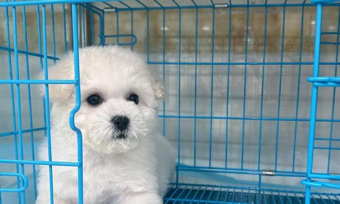 如何有效地养护半年内的比熊犬？（掌握比熊犬的饮食需求和健康养护，让它健康快乐成长）