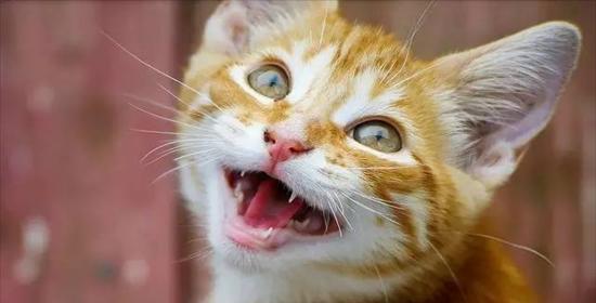 揭秘猫咪咕噜咕噜声背后的奥秘（猫咪为何会发出咕噜咕噜声？是健康的表现还是生病的征兆？）