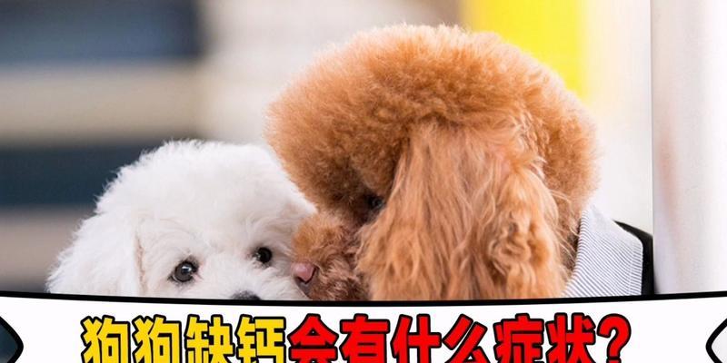 狗狗无法站立的原因及解决方法（探究狗狗无法站立的根本原因——缺钙问题）
