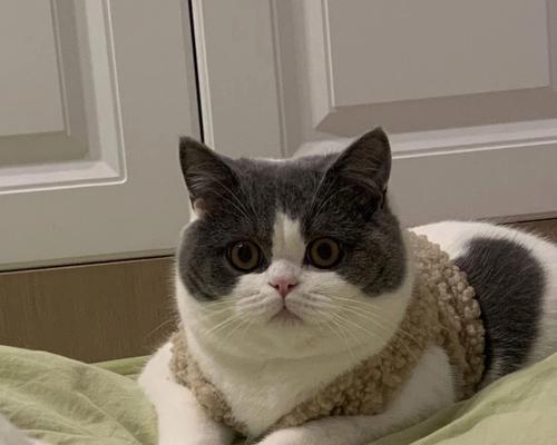 猫咪一瘸一拐没精神，可能是猫咪生病的表现（了解猫咪生病的迹象，关爱你的毛茸伙伴）