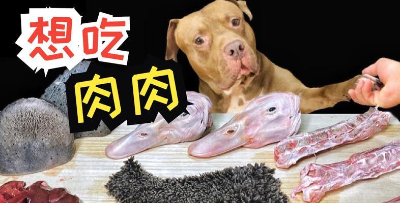比特犬肌肉锻炼秘籍（为你的比特犬打造强壮肌肉的饮食与锻炼计划）