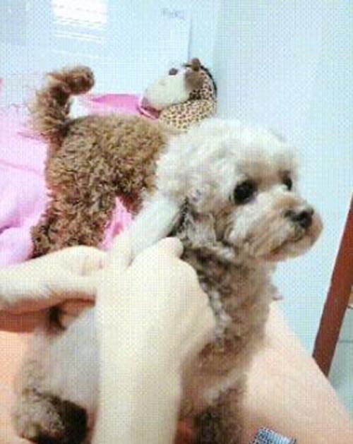 铲屎官给狗狗断尾（探讨断尾做法的利弊以及对动物福利的影响）