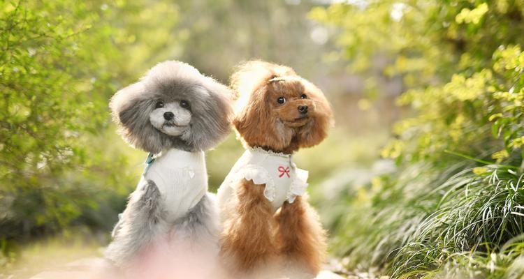比熊犬（探寻比熊犬和泰迪的渊源，揭秘它们的共同之处）