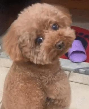 寻找旺家必备狗狗的特征（如果你的狗狗有这些特征，千万别错过了！）