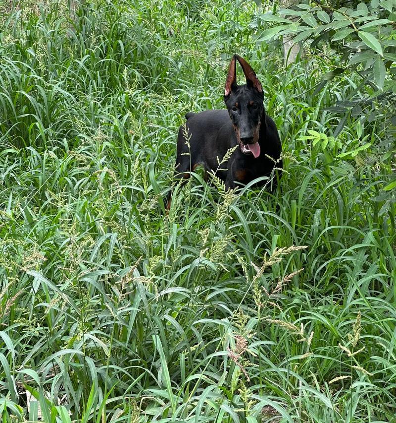 杜宾犬立耳方法详解（从杜宾犬立耳的必要性到立耳的具体步骤，一文教你如何正确立耳）