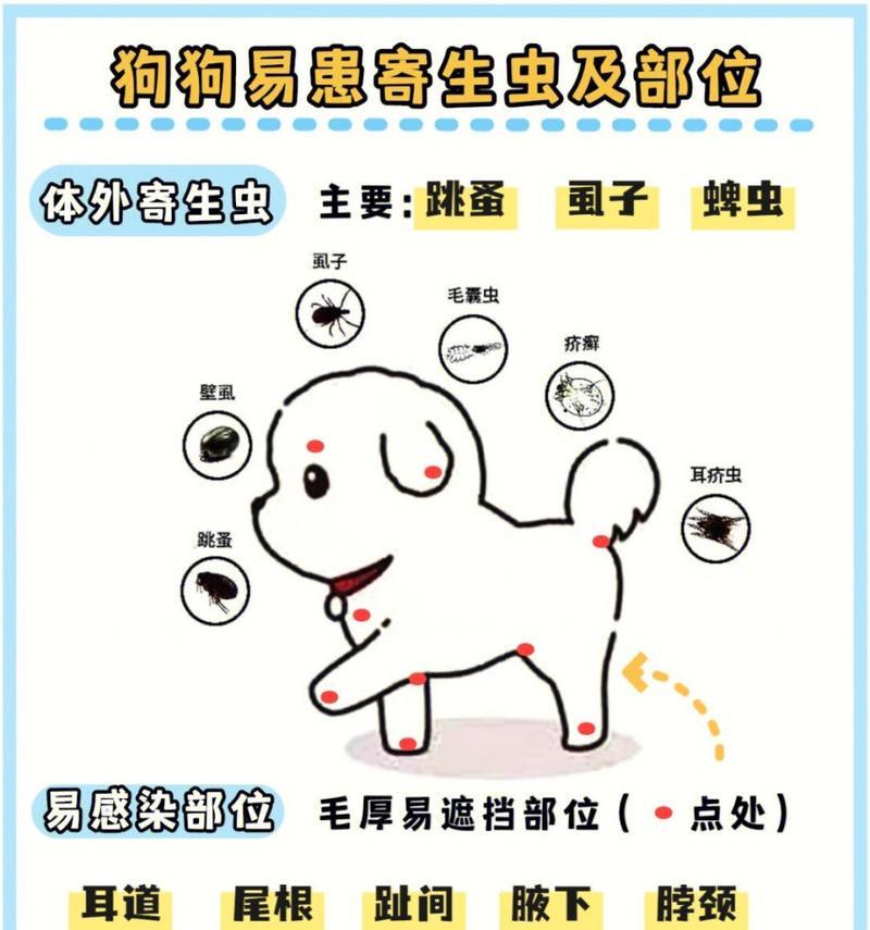 如何正确给狗狗进行驱虫？（掌握正确的驱虫方法，让你的爱犬远离寄生虫困扰）
