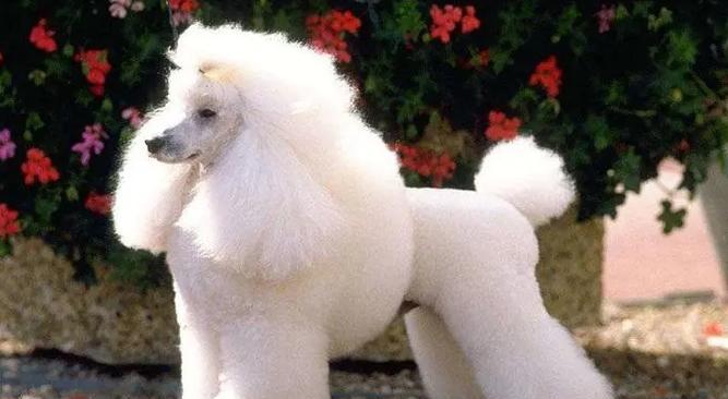 如何让你的贵宾犬拥有一身健康亮丽的毛发（细致呵护，打造迷人毛发）