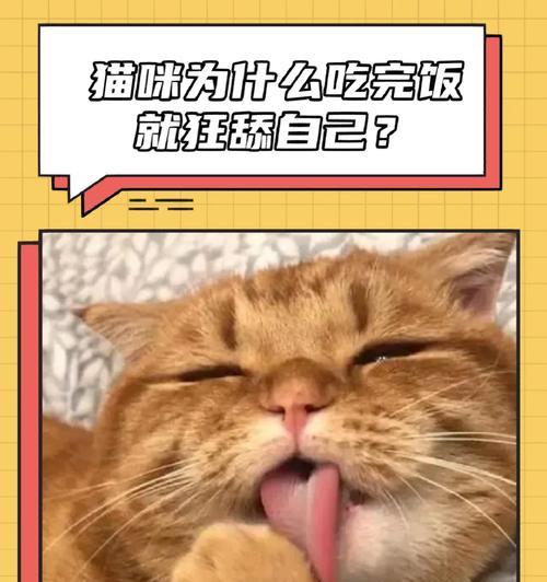 猫咪为什么会在被抚摸后立即舔毛？（探究猫咪舔毛的原因和意义）