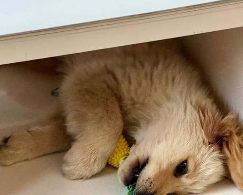 狗狗卡喉咙的原因及预防方法（犬窝咳的传播途径和预防措施）