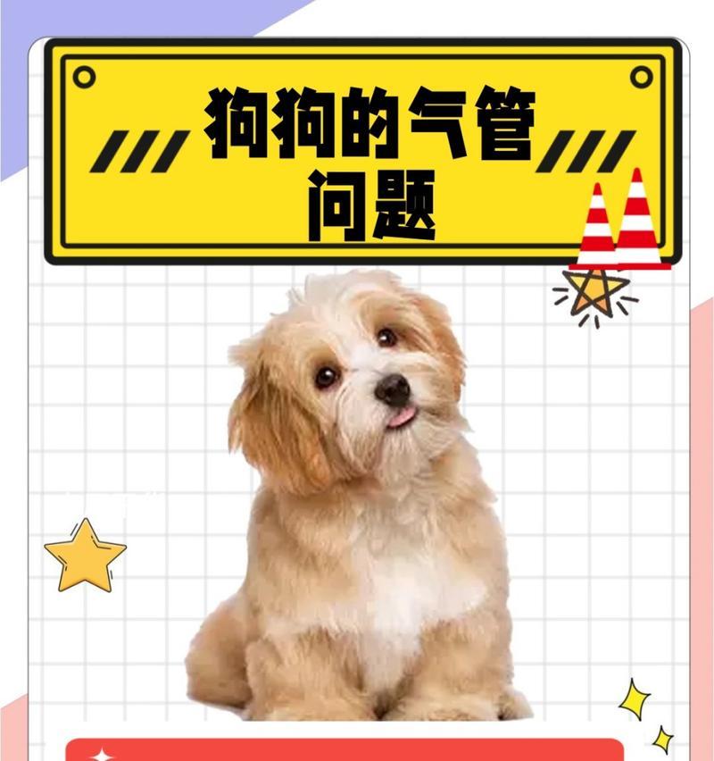 如何应对狗狗咳嗽问题（有效应对狗狗咳嗽的方法与注意事项）