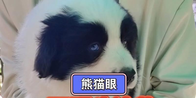 边牧（探索边牧的优点，为什么它如此受欢迎？）