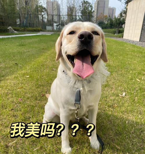 拉布拉多犬的优点及受欢迎的原因（了解拉布拉多犬的特点和魅力，让你爱不释手）