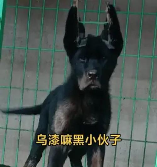 探寻德国牧羊犬的多样毛色（了解9种毛色的德国牧羊犬及其特点，探讨黑色毛色的魅力）