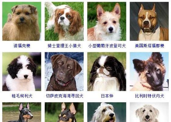 犬种标准的重要性（了解犬种标准，选择合适的伴侣）