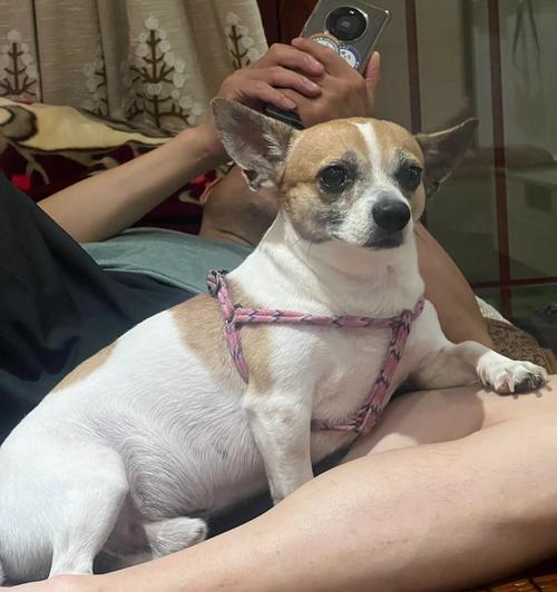 如何正确喂养吉娃娃幼犬（幼犬饮食需求及合理搭配）