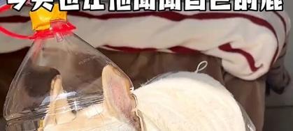 狗狗频繁放屁，气味特臭？肠胃疾病或许是罪魁祸首！（如何解决狗狗频繁放屁的问题？）