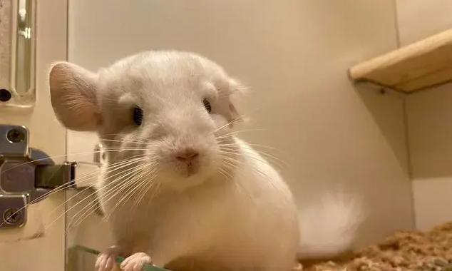 龙猫发抖的原因及应对方法（紧张害怕和生病是龙猫发抖的两大原因）