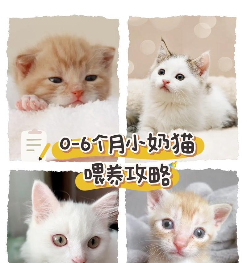 两个月大的幼猫喝什么奶？（以及如何正确喂养它们）