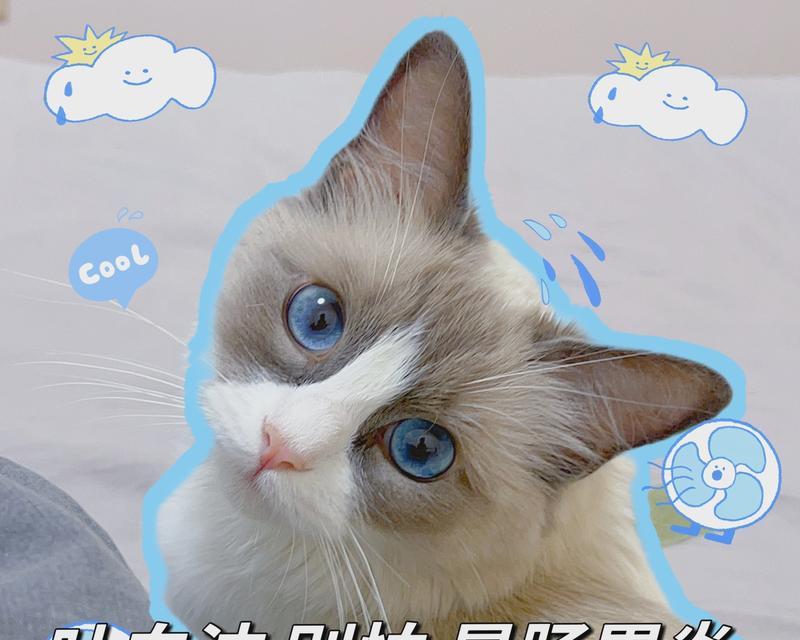 猫咪呕吐物的表现症状及治疗方式（了解猫咪呕吐物的表现和正确治疗方法）