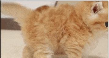 解读猫咪情绪（了解猫咪情绪的窗口——尾巴语言）