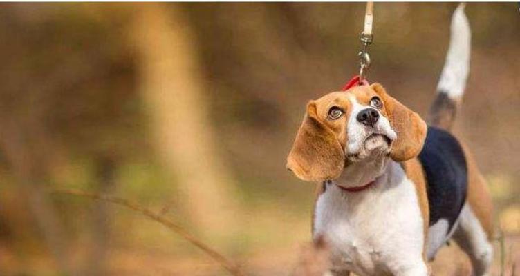 狗狗毛发粗糙的原因和解决办法（让你的爱犬拥有柔顺细腻的毛发）