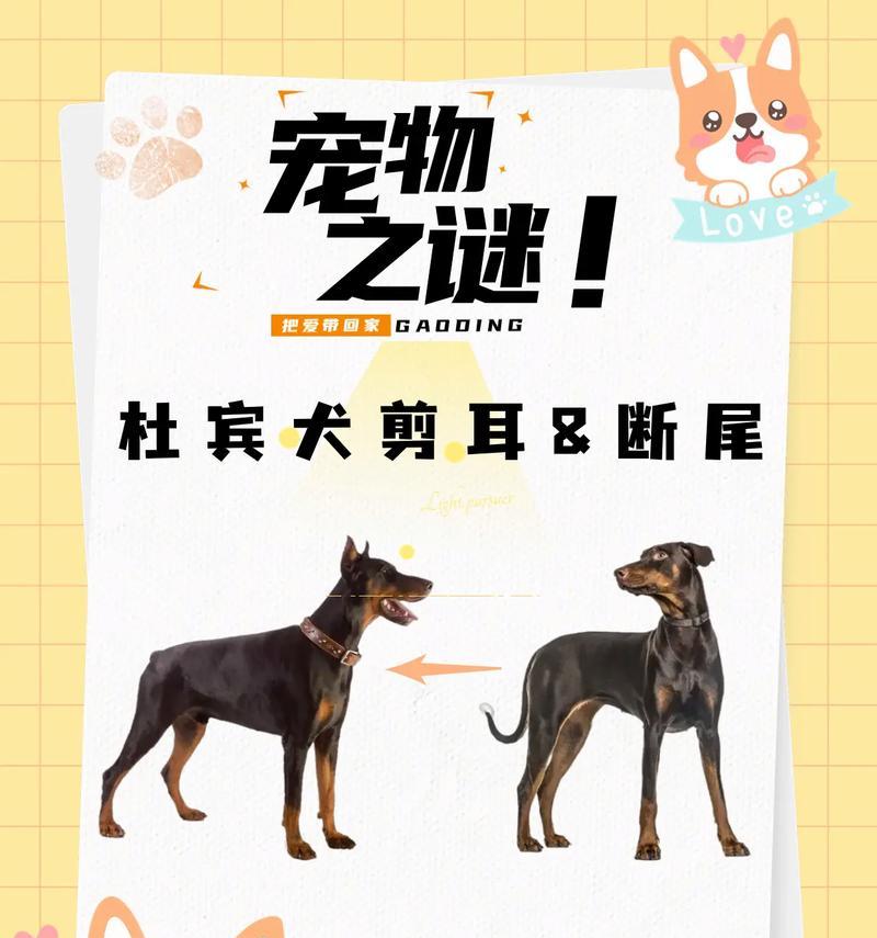 狗狗尾巴剪除的原因（探讨狗狗尾巴剪除的历史和现实）